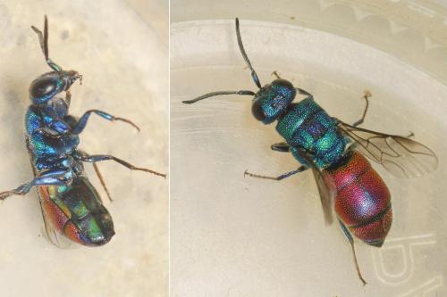 Réf. 286 505 : Chrysis analis